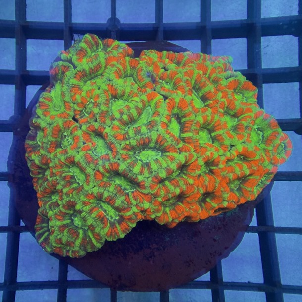 Red Green Blue Acan Colony