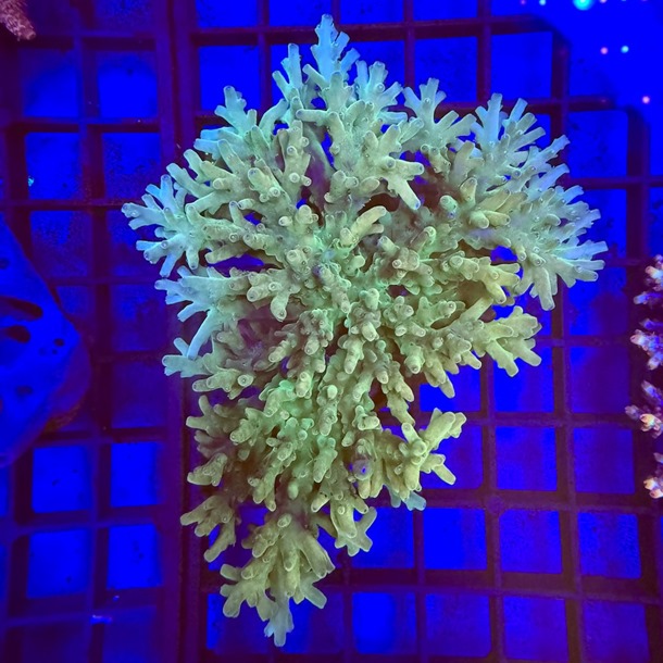 Acropora Colony