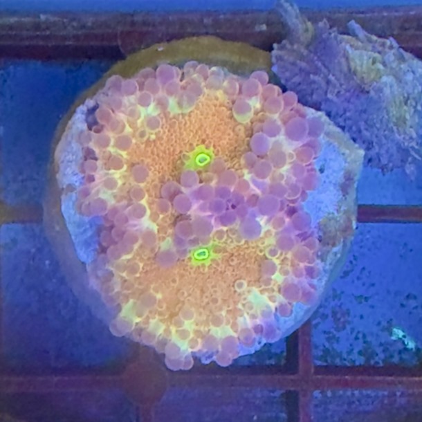 Ultra Rainbow Ricordea Mushroom 