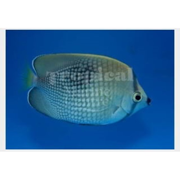 Tahiti Butterflyfish