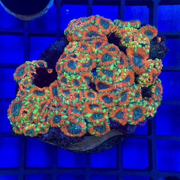 Red Green Blue Acan Colony