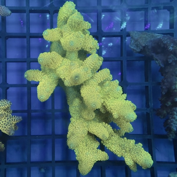 Oz Acropora Colony
