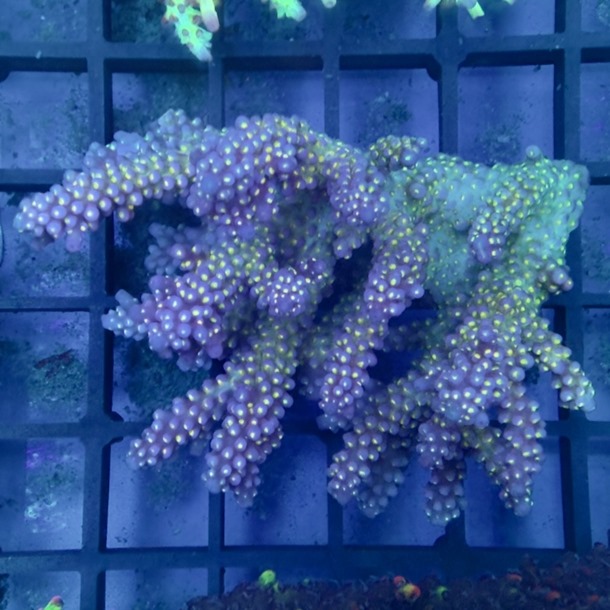 Oz Acropora Colony