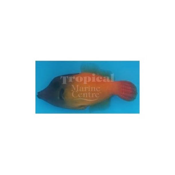 Flame Filefish