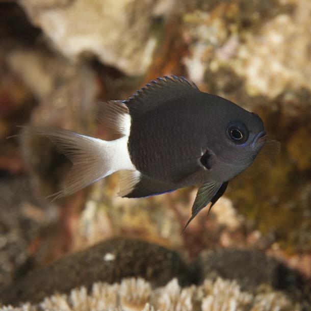 Bicolour Chromis