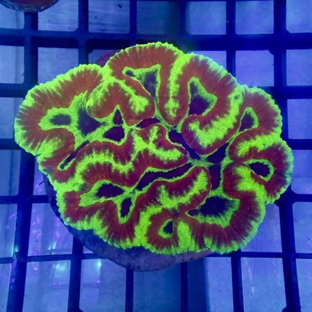 Red and Green Symphyllia