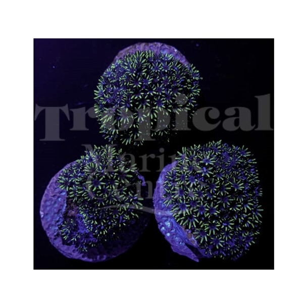 Blue Cauliflower Frag