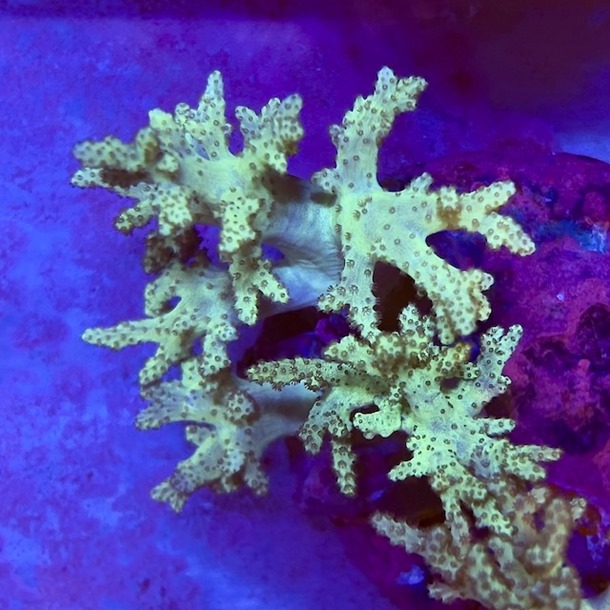 Green Finger Coral Frag
