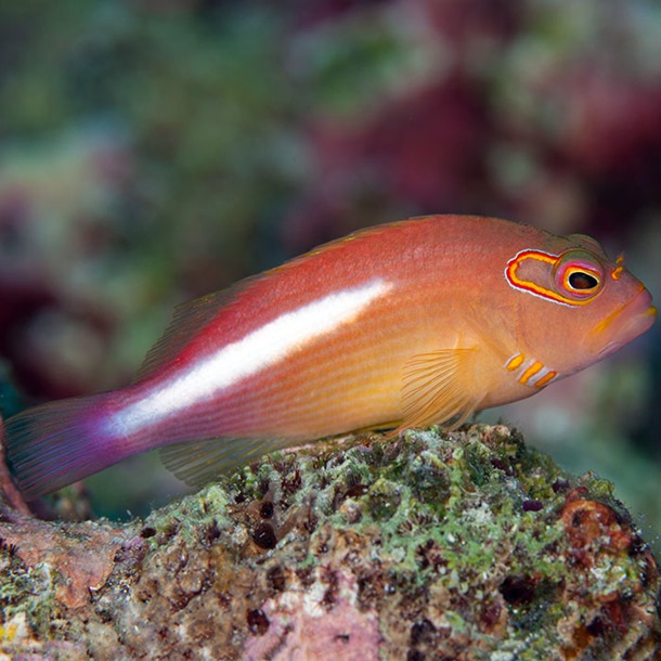 Arc Eye Hawkfish