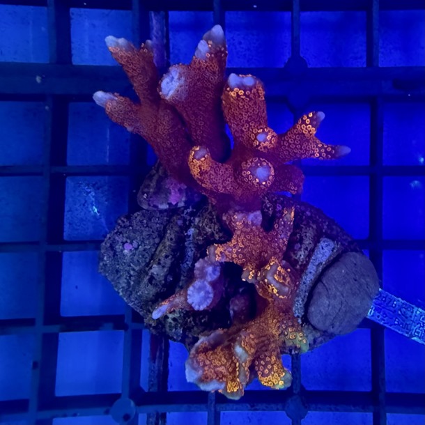Forest Fire Montipora Colony