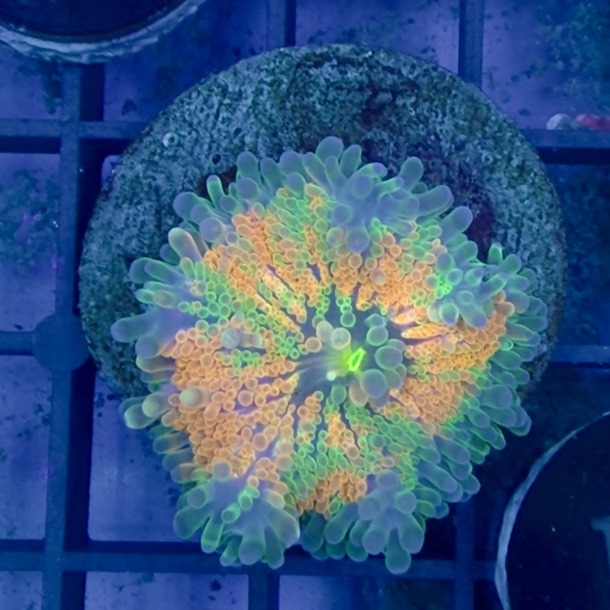 Ultra Rainbow Ricordea Mushroom