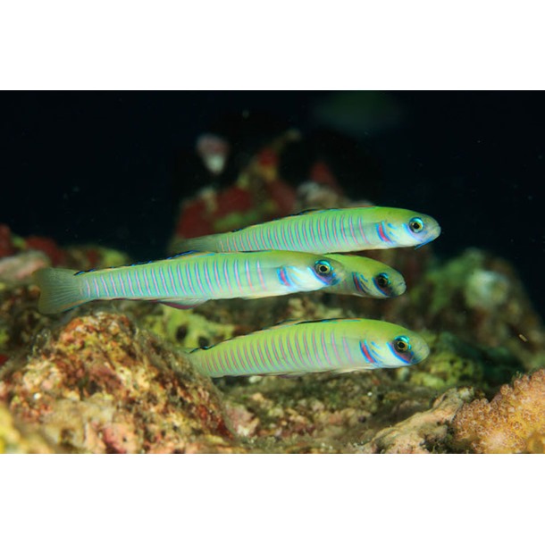 Zebra Dartfish