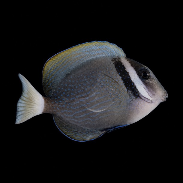 White Bar Tang