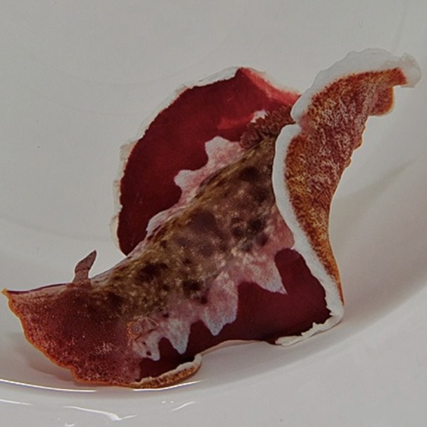 Spanish Dancer