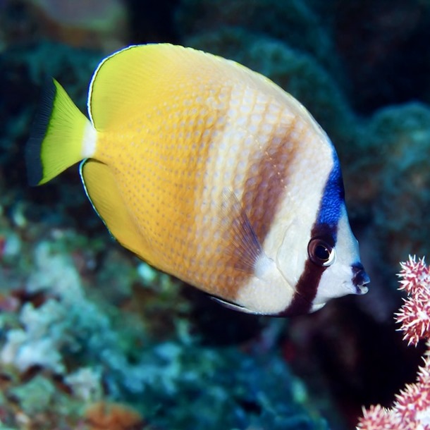 Sunburst Butterflyfish