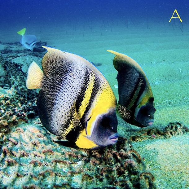 Cortez Angel Fish