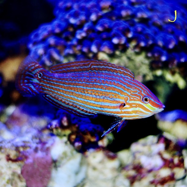 Pink Face Wrasse