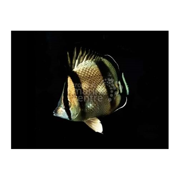 Bandit Butterflyfish