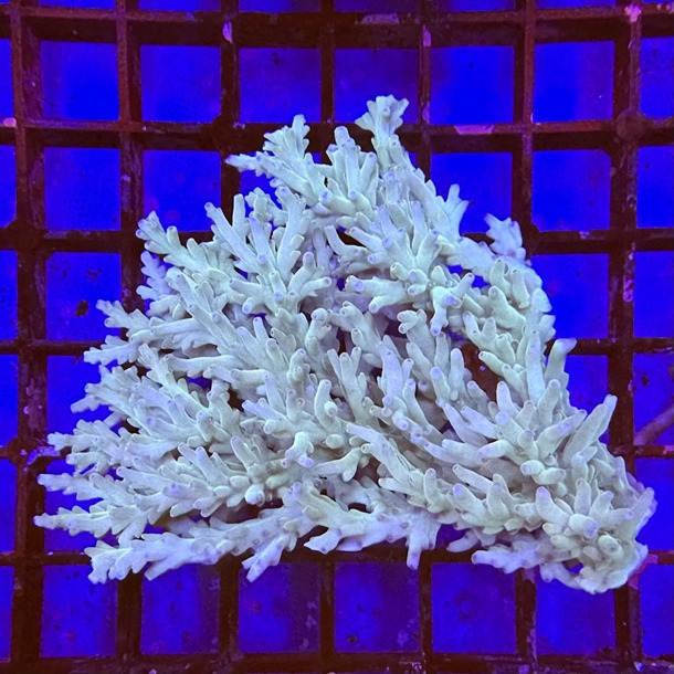 Ultra Oz Acropora Colony