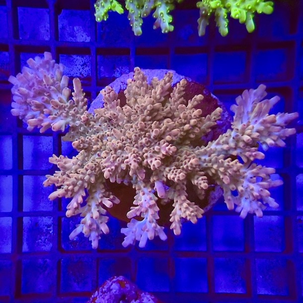 Ultra Acropora Colony