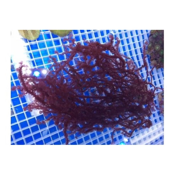 Red Grape Algae