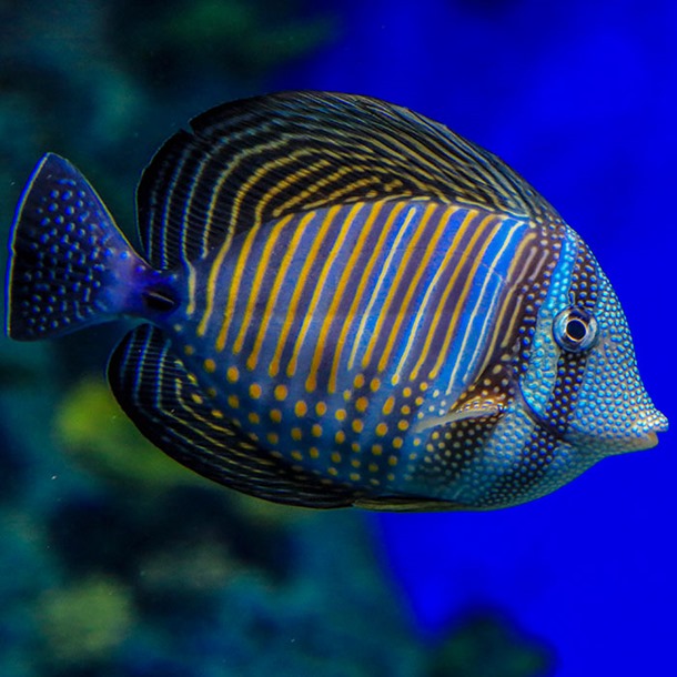 Indian Sailfin Tang