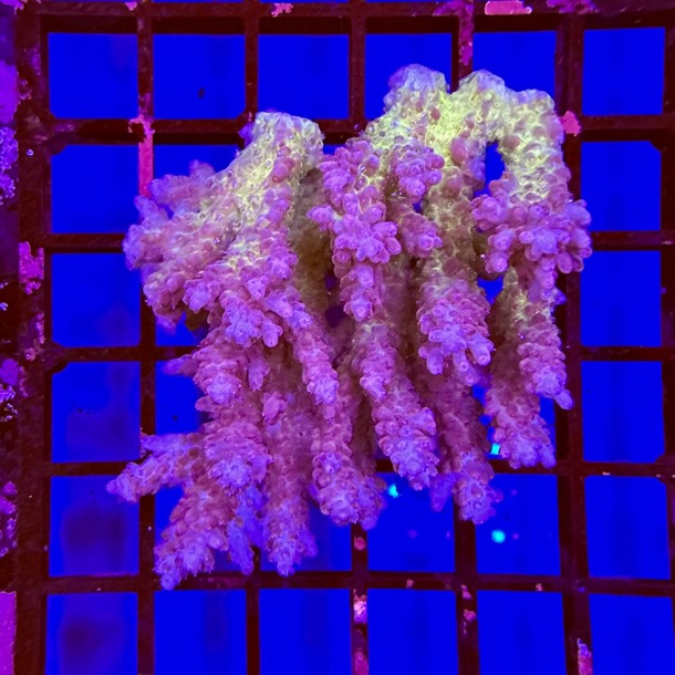 Oz Acropora Colony