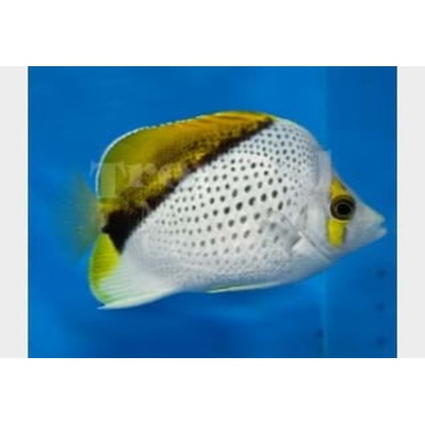 Marquesan Butterflyfish