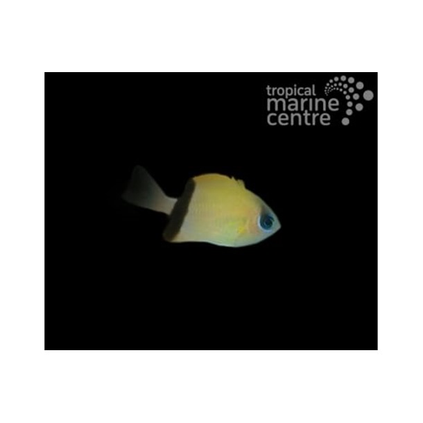 Black Bar Chromis