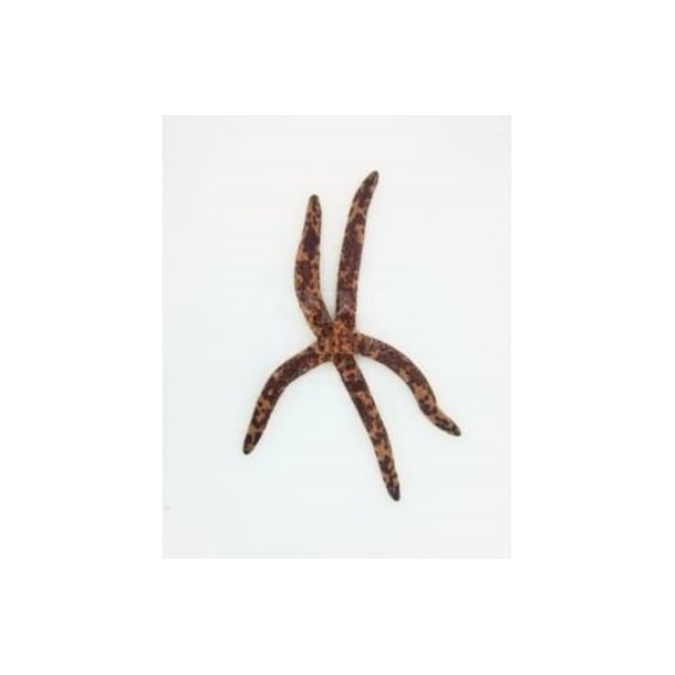 Picasso Finger Starfish