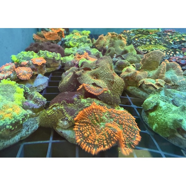 Mixed Mushroom Colony