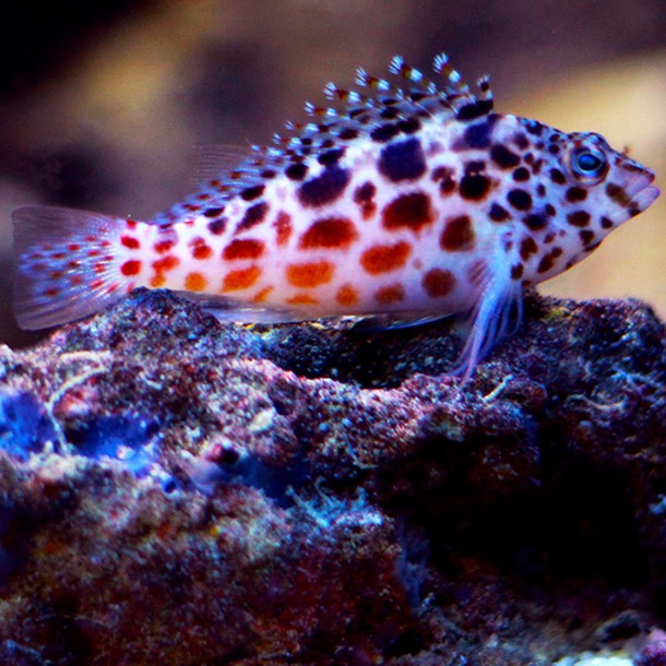 Spotted Hawkfish