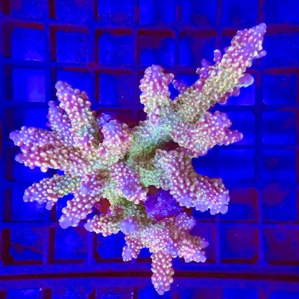 Acropora Colony