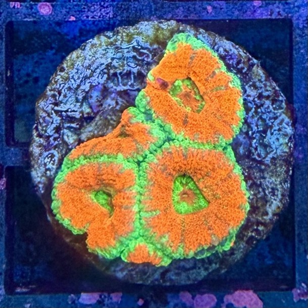 Green Orange Acan Frag