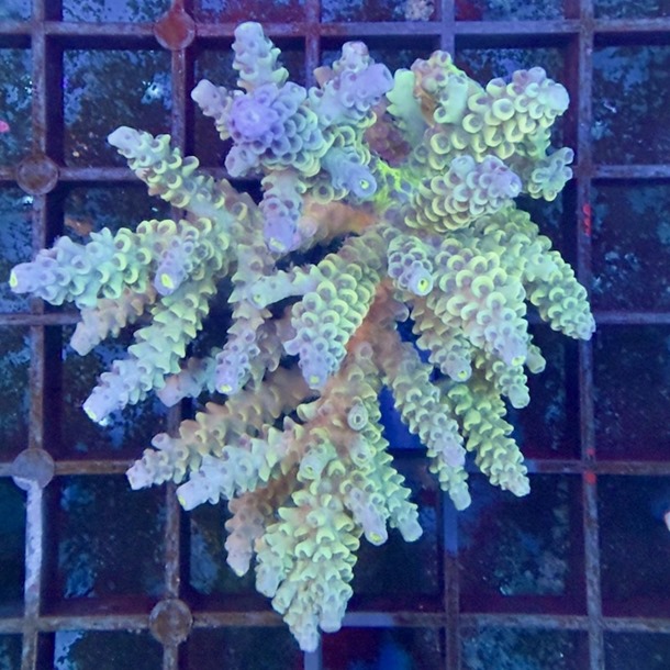 Oz Acropora Colony