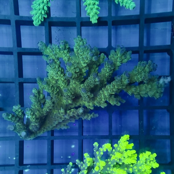 Oz Acropora Colony