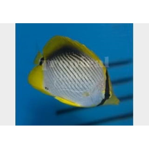 Black Back Butterflyfish