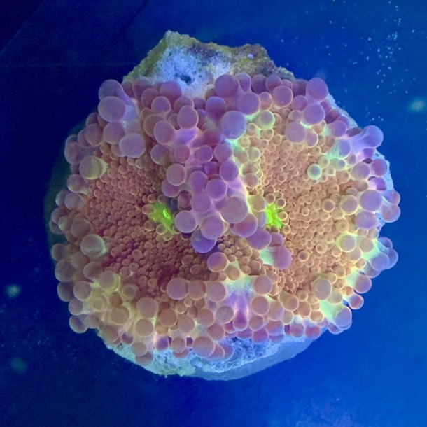 Ultra Rainbow Ricordea Mushroom 