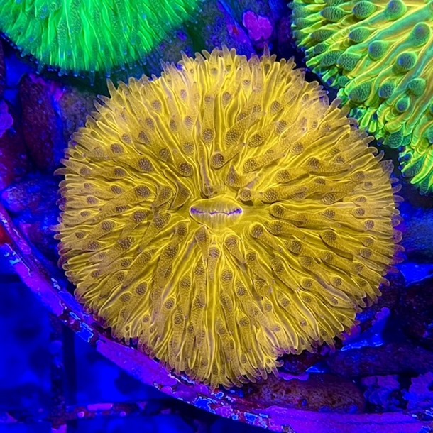 Orange Plate Coral