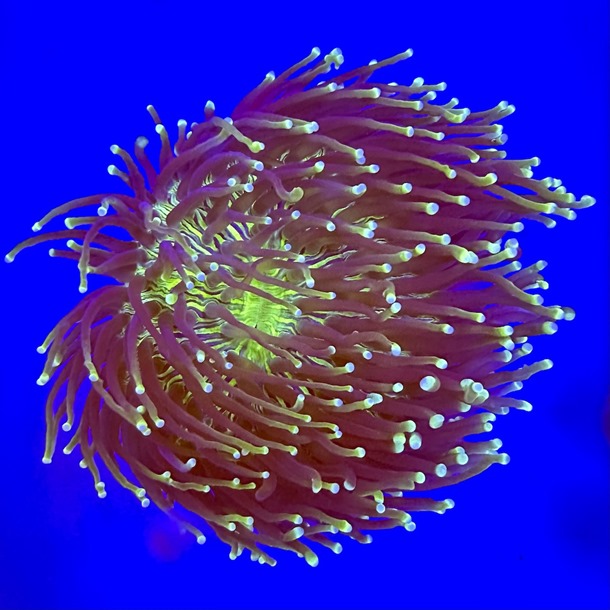 Long Tentacle Plate Coral