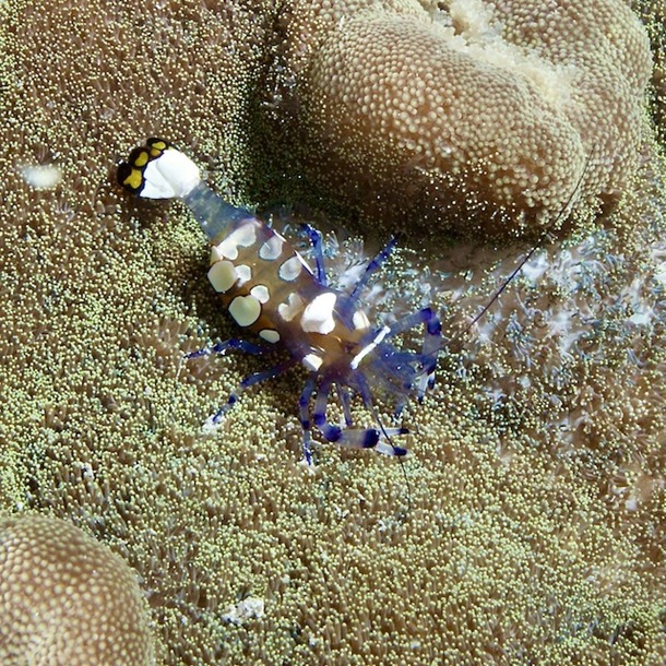 Anemone Shrimp