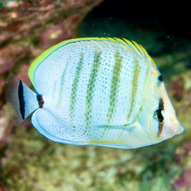 Multi Banded Butterflyfish