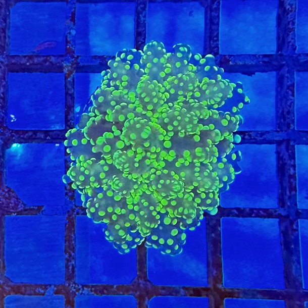 Ultra Green Frogspawn Frag