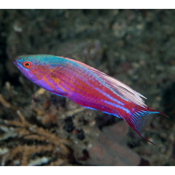 Blue Flasher Wrasse