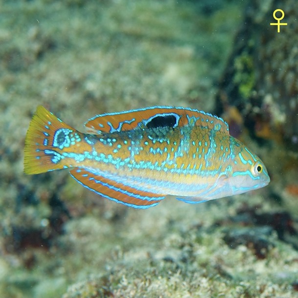 Pudding Wife Wrasse