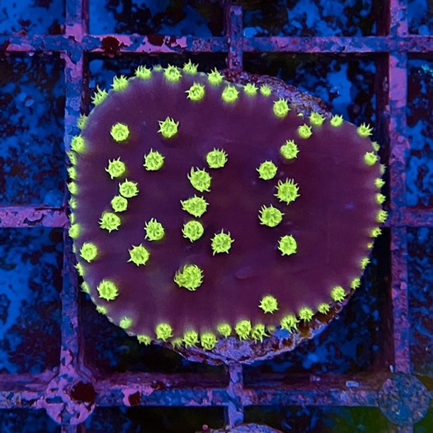 Yellow Polyp Scroll Frag