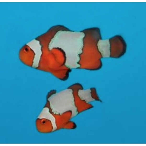 Snowflake Clownfish