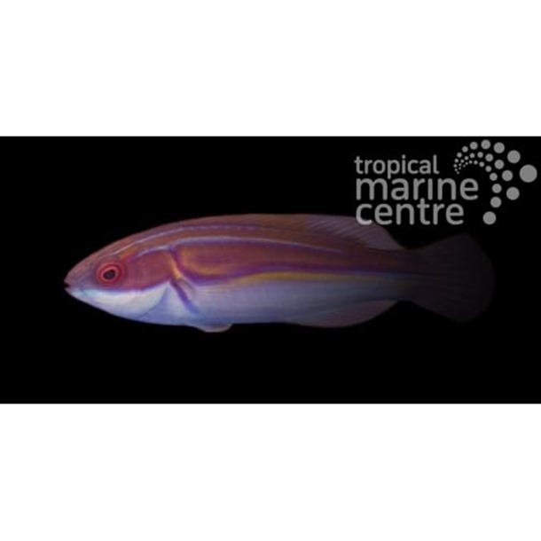 Laboute's Fairy Wrasse