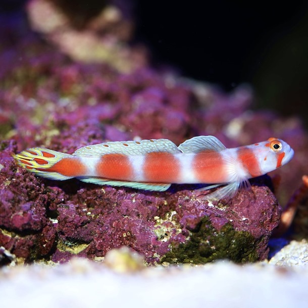 Suntail Shrimp Goby