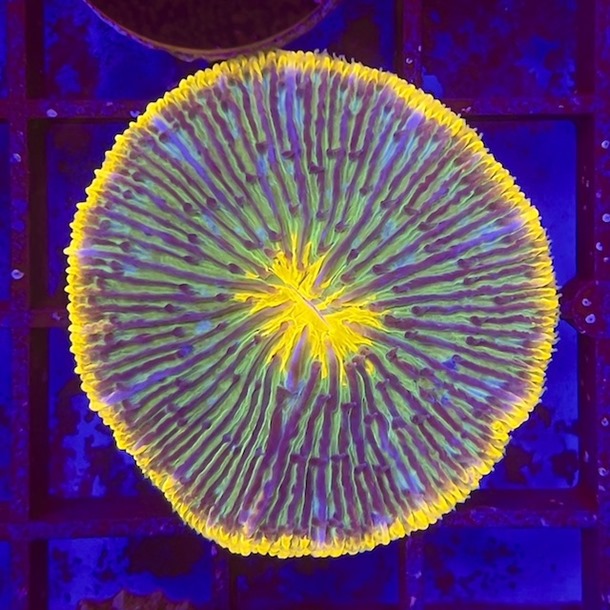 Orange UFO Plate Coral